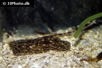 raja brachyura raja brachyura