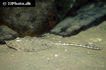 raja clavata raja clavata