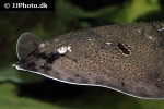 raja clavata raja clavata