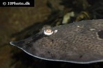 raja clavata raja clavata