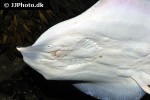 raja clavata raja clavata