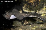 raja clavata raja clavata
