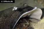 raja clavata raja clavata