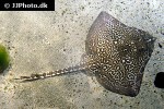 raja clavata raja clavata