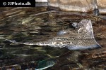 raja clavata raja clavata