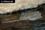 raja clavata raja clavata