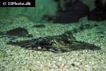raja undulata raja undulata