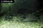raja undulata raja undulata