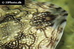 raja undulata raja undulata