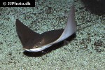 rhinoptera bonasus rhinoptera bonasus