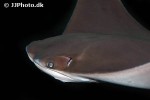 rhinoptera bonasus rhinoptera bonasus
