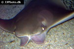 rhinoptera bonasus rhinoptera bonasus