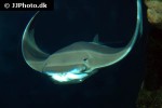 rhinoptera bonasus rhinoptera bonasus