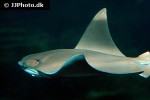 rhinoptera bonasus rhinoptera bonasus