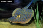 taeniura lymna taeniura lymna