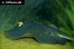 taeniura lymna taeniura lymna