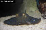 taeniura lymna taeniura lymna