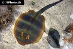 taeniura lymna taeniura lymna