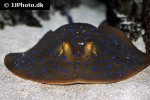 taeniura lymna taeniura lymna