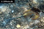 taeniura lymna taeniura lymna