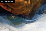 taeniura lymna taeniura lymna
