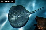 taeniurops meyeni taeniurops meyeni