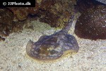 urobatis jamaicensis urobatis jamaicensis