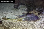 urobatis jamaicensis urobatis jamaicensis