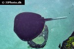 urogymnus granulatus urogymnus granulatus