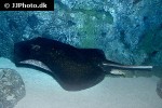 urogymnus granulatus urogymnus granulatus
