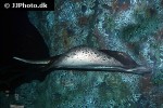 urogymnus granulatus urogymnus granulatus