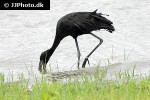 anastomus lamelligerus african openbill anastomus lamelligerus african openbill