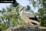 ciconia ciconia white stork ciconia ciconia white stork