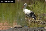 ciconia ciconia white stork ciconia ciconia white stork