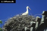 ciconia ciconia white stork ciconia ciconia white stork