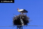 ciconia ciconia white stork ciconia ciconia white stork