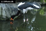 ephippiorhynchus senegalensis saddle billed stork ephippiorhynchus senegalensis saddle billed stork