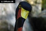 ephippiorhynchus senegalensis saddle billed stork ephippiorhynchus senegalensis saddle billed stork