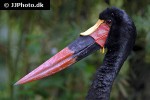 ephippiorhynchus senegalensis saddle billed stork ephippiorhynchus senegalensis saddle billed stork