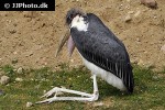 leptoptilos crumeniferus marabou stork leptoptilos crumeniferus marabou stork