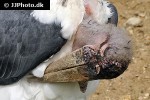 leptoptilos crumeniferus marabou stork leptoptilos crumeniferus marabou stork