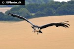 leptoptilos crumeniferus marabou stork leptoptilos crumeniferus marabou stork
