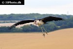 leptoptilos crumeniferus marabou stork leptoptilos crumeniferus marabou stork