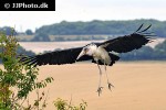 leptoptilos crumeniferus marabou stork leptoptilos crumeniferus marabou stork