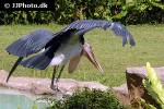 leptoptilos crumeniferus marabou stork leptoptilos crumeniferus marabou stork