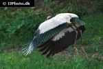 mycteria americana wood stork mycteria americana wood stork