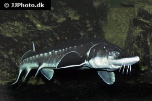 Sturgeons