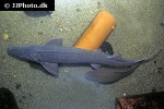 acipenser species hybrid