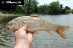 carpiodes carpio carpiodes carpio