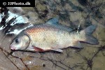 ictiobus bubalus ictiobus bubalus